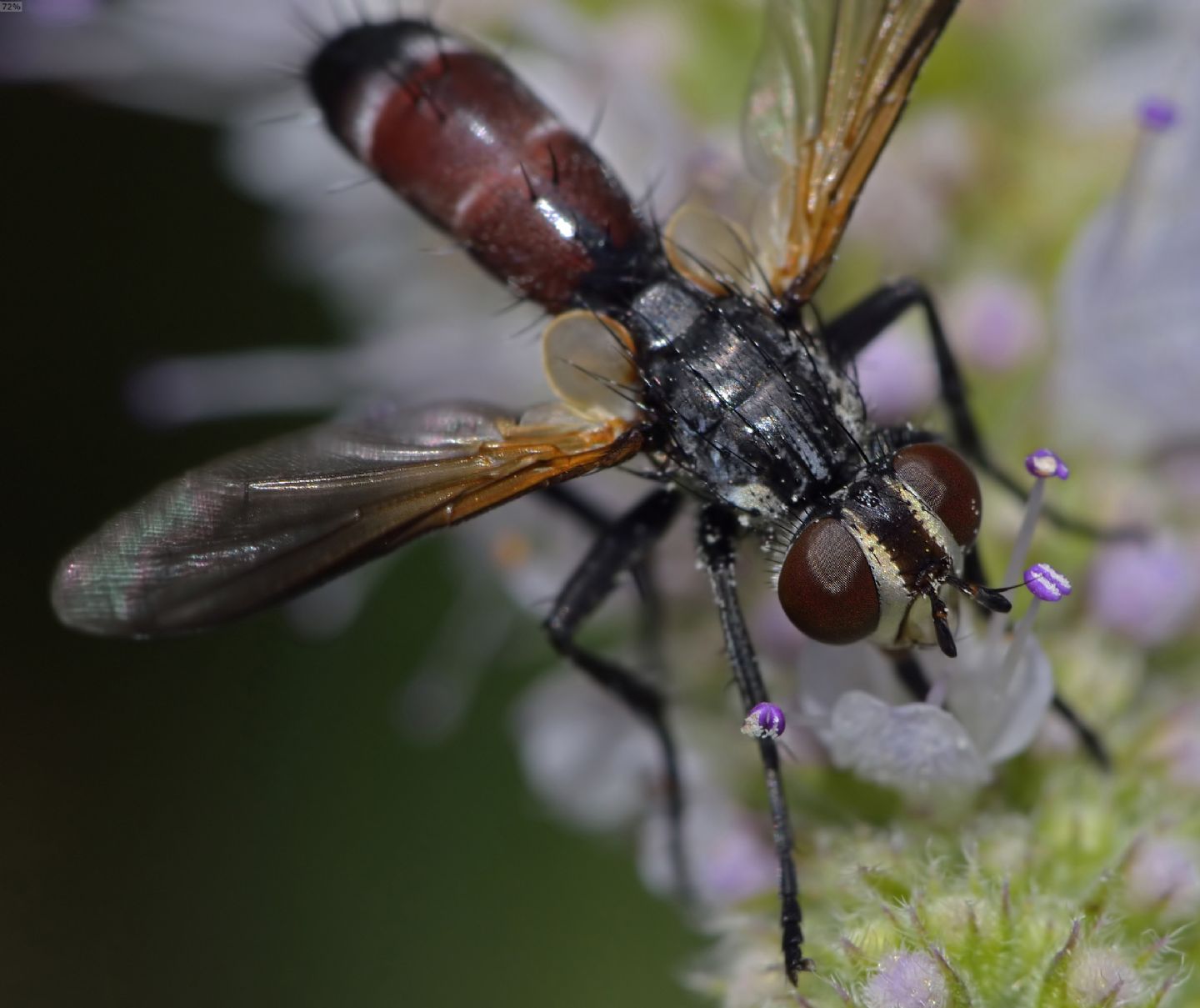 Tachinidae: Cylindromyia sp.